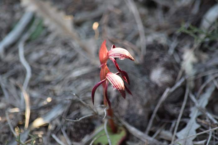 Pyrorchis  - Red beaked orchid-DSC_6951.JPG